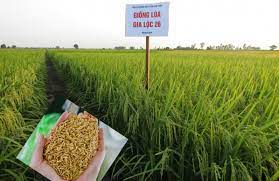 3 giống lúa chất lượng ở Gia Lộc đạt năng suất cao 